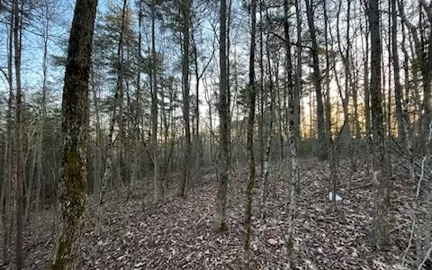 4.09A Evening Shade Walk