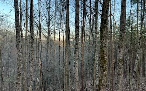 4.09A Evening Shade Walk