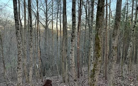 4.09A Evening Shade Walk