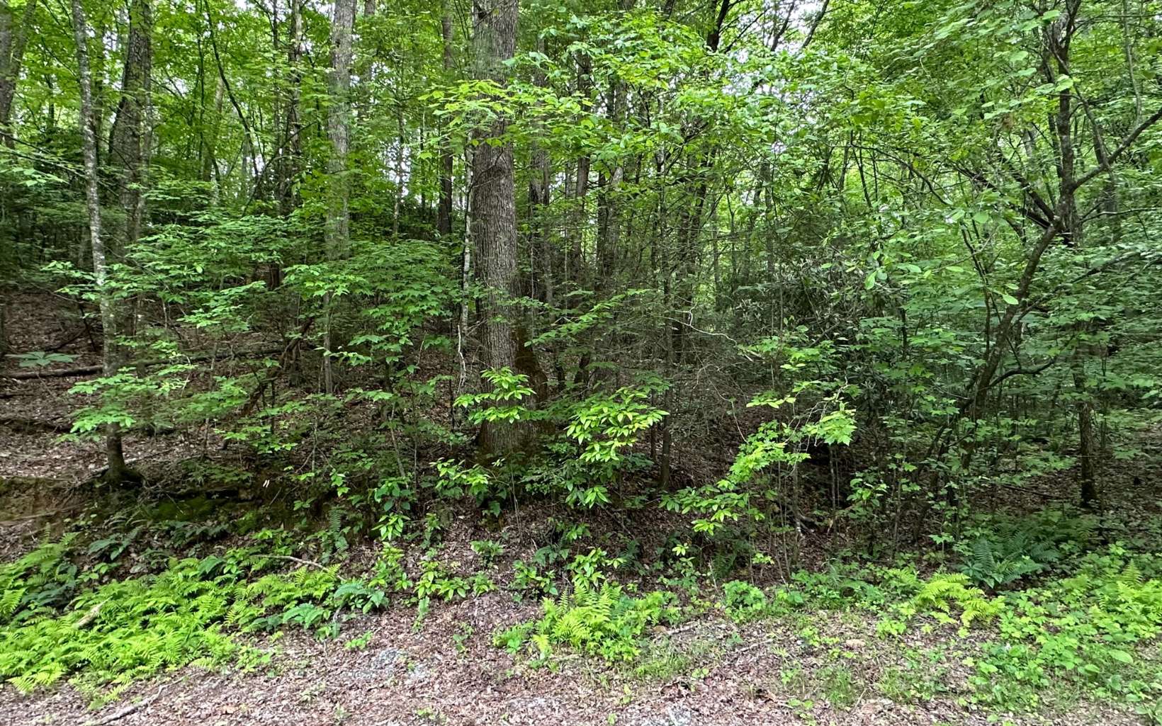 LOT 5 Bear Paw Trail