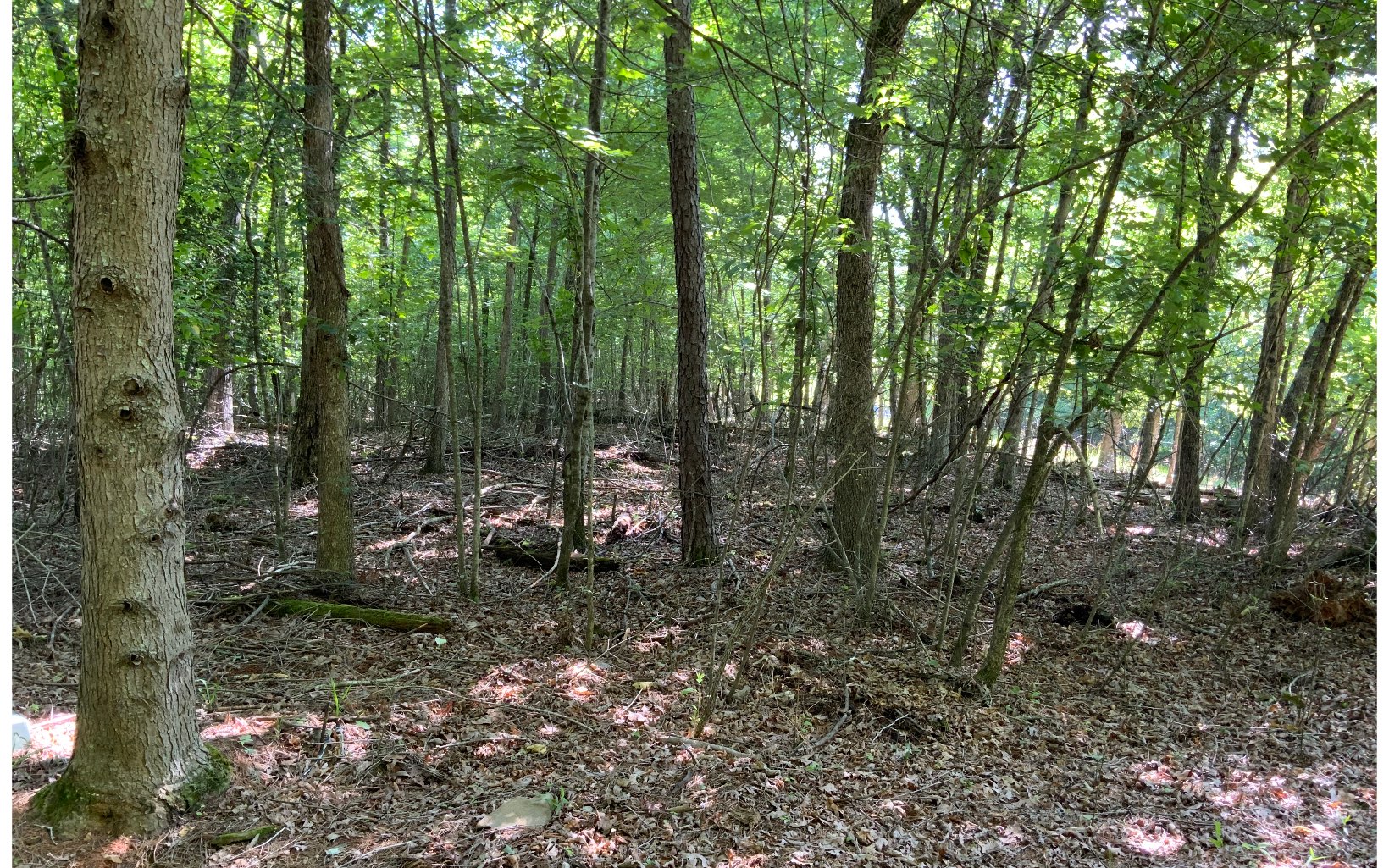 1410 Kelly Ridge Drive