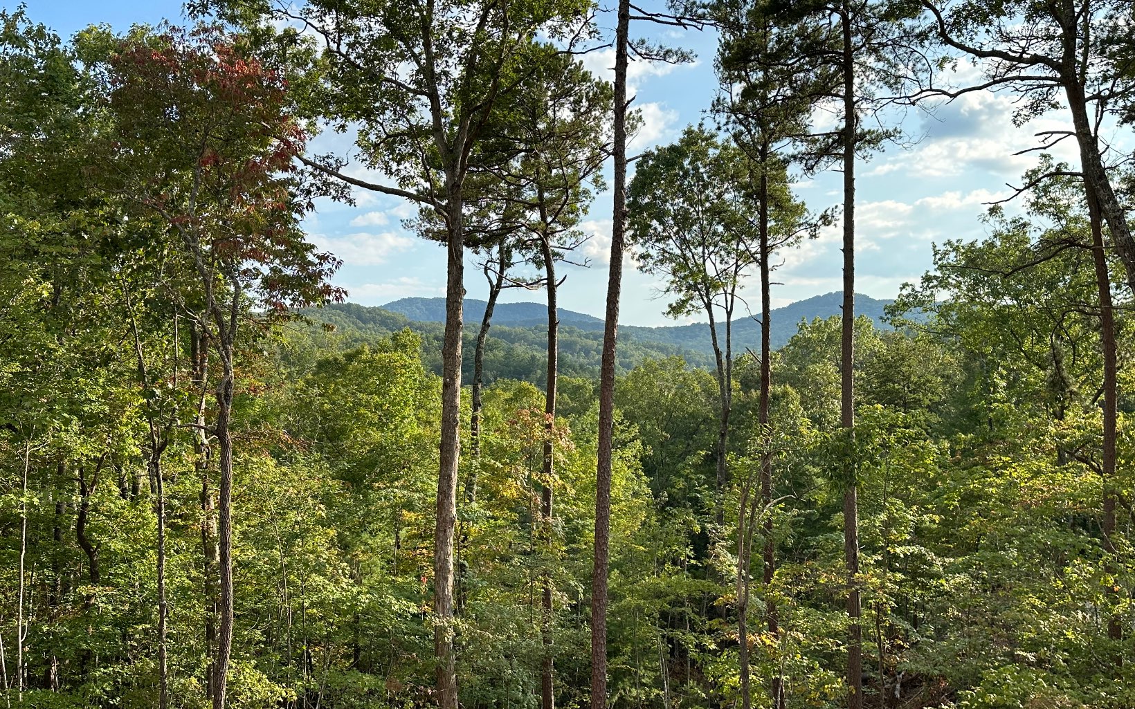 231 Briar Creek Drive