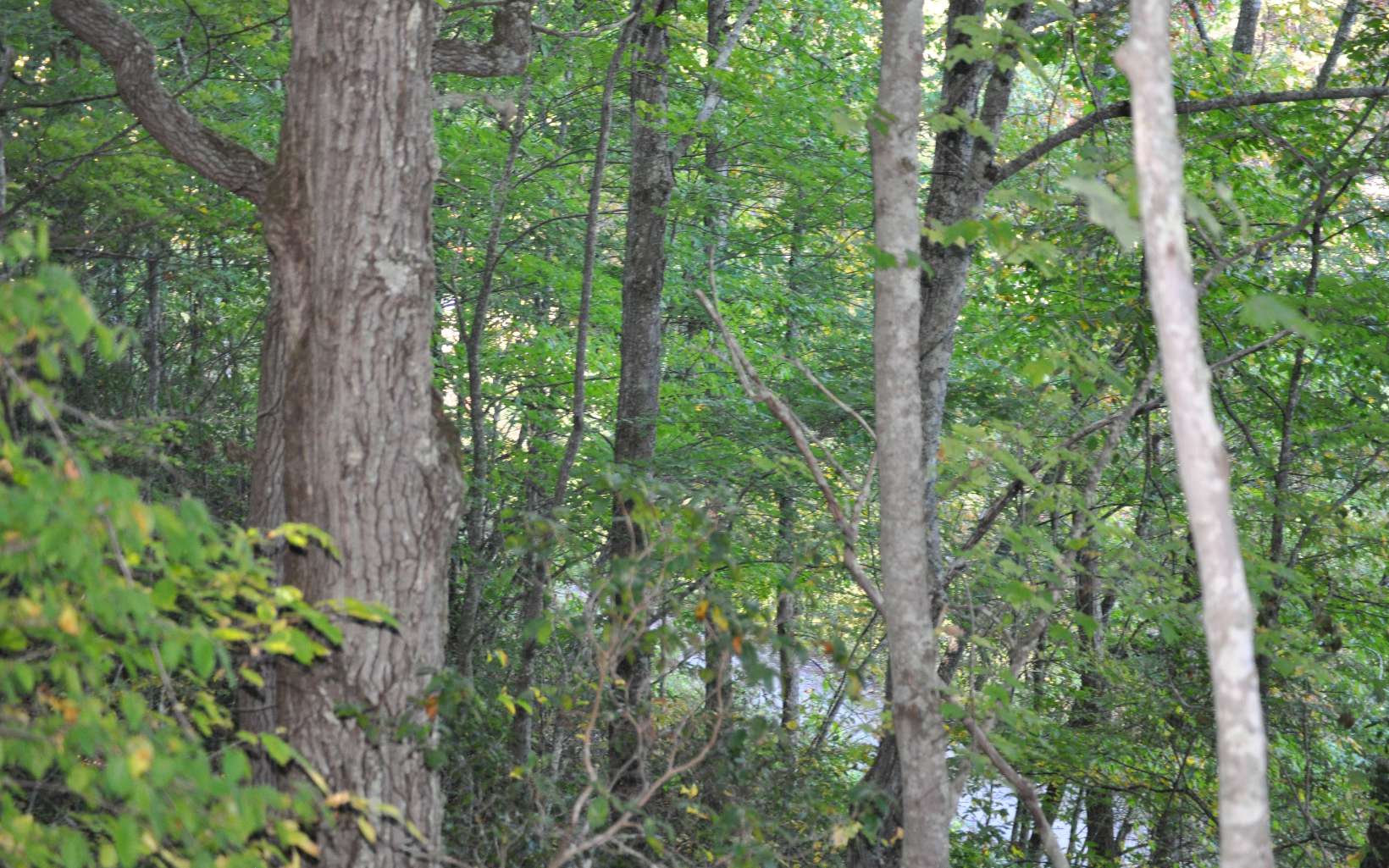 LOT 4 Ducks Nest Road