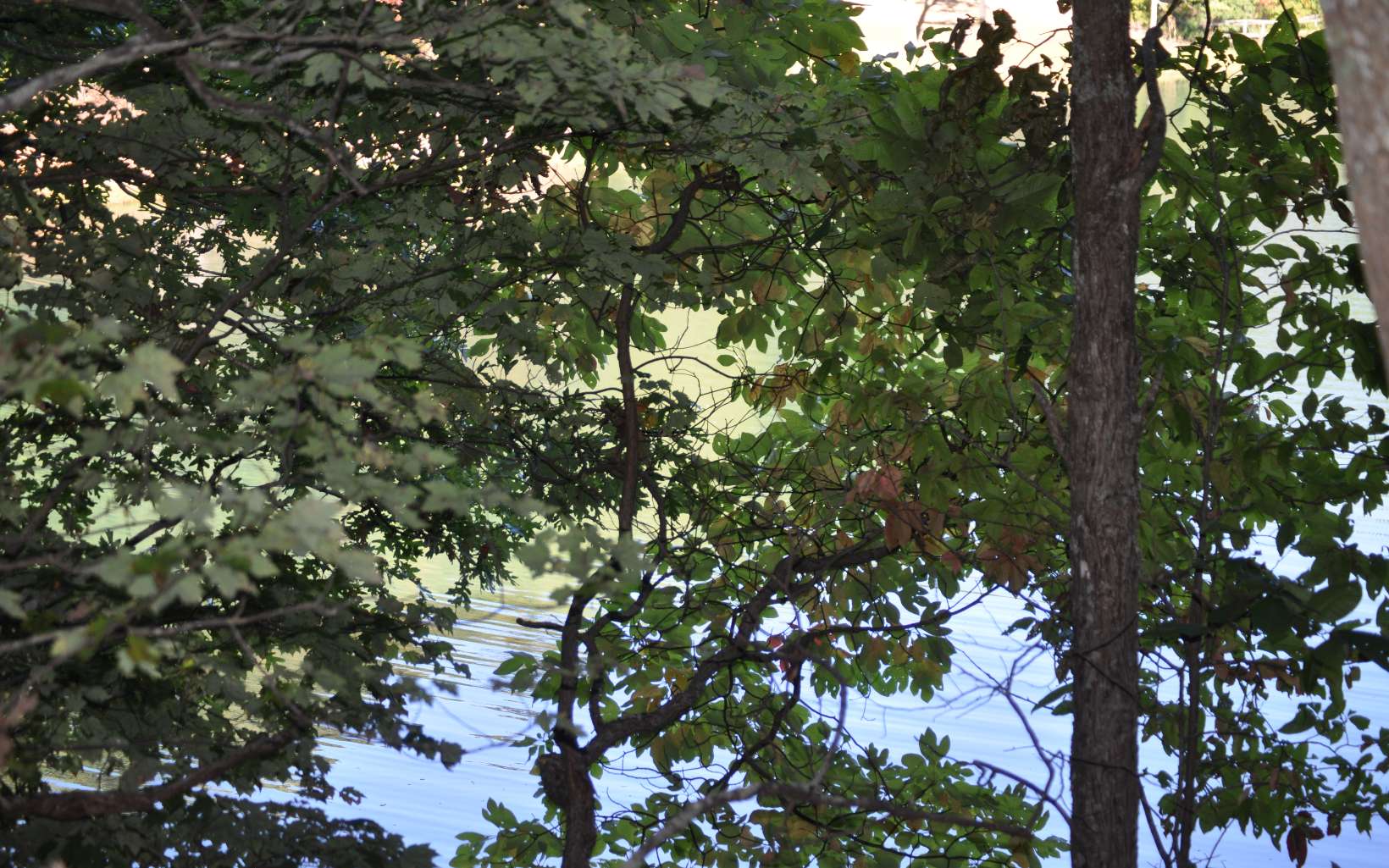 LOT 4 Ducks Nest Road