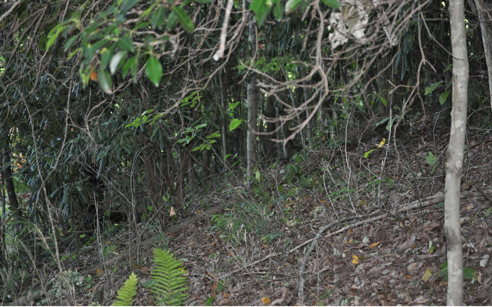 LOT 4 Ducks Nest Road