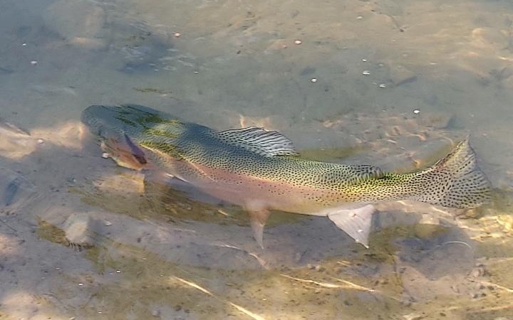 270 W Tennessee Avenue