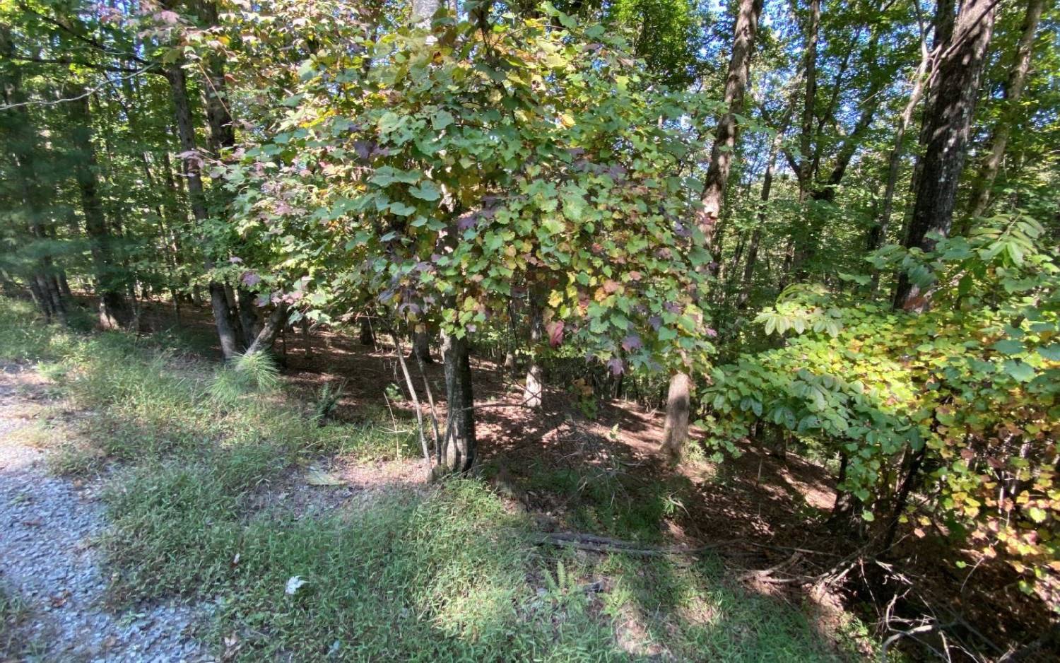 L811 Myna Drive