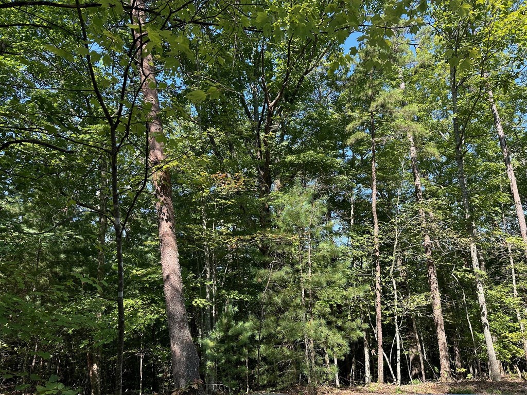 Lot 5 Bear Mountain Pass