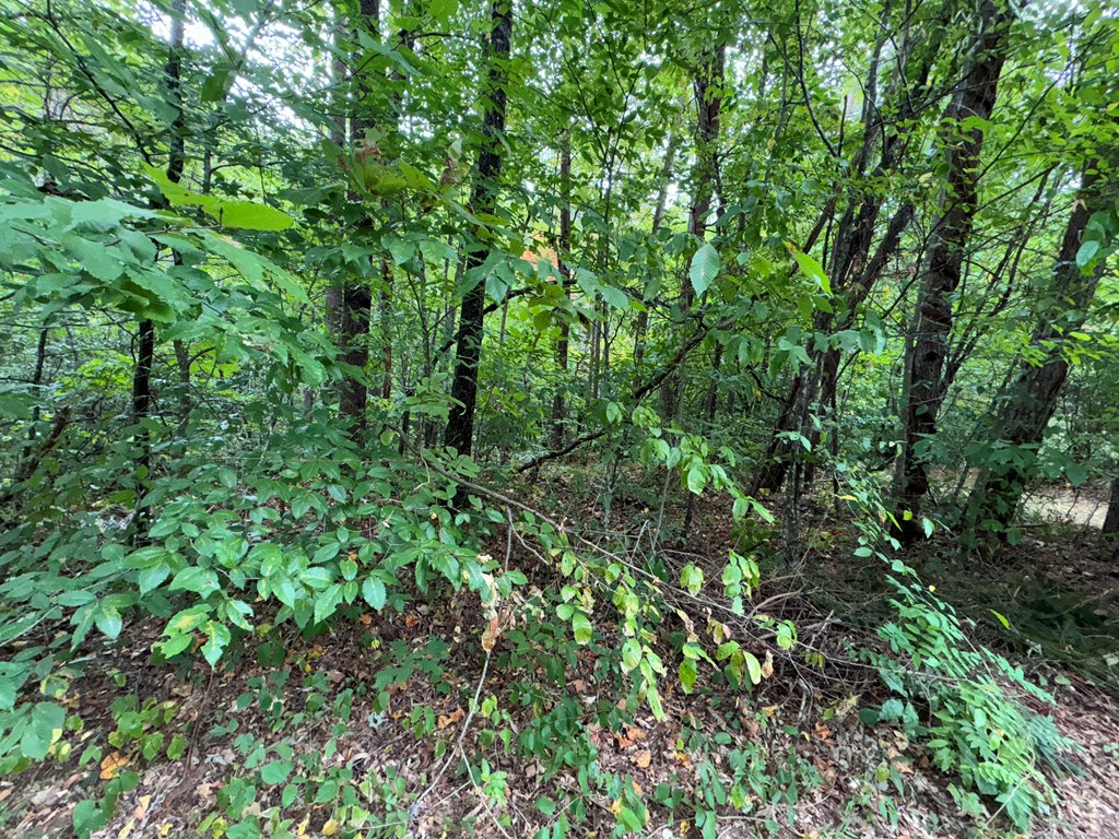 LOT 9 Bitter Creek Lane