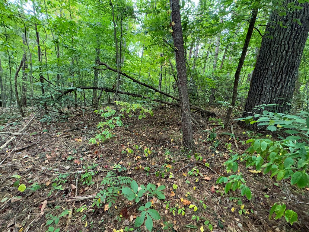 LOT 9 Bitter Creek Lane