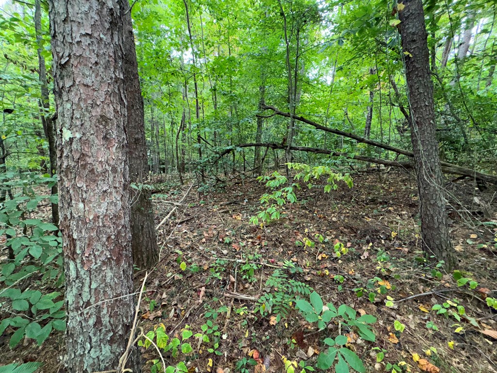 LOT 9 Bitter Creek Lane