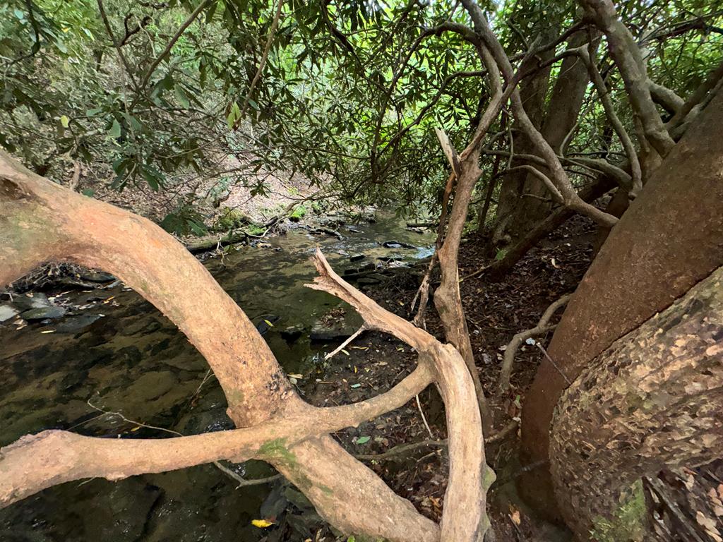 LOT 9 Bitter Creek Lane