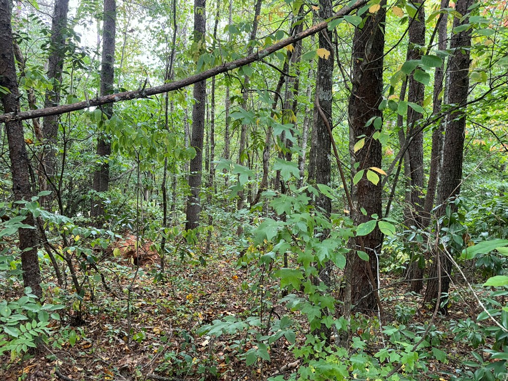 LOT 9 Bitter Creek Lane