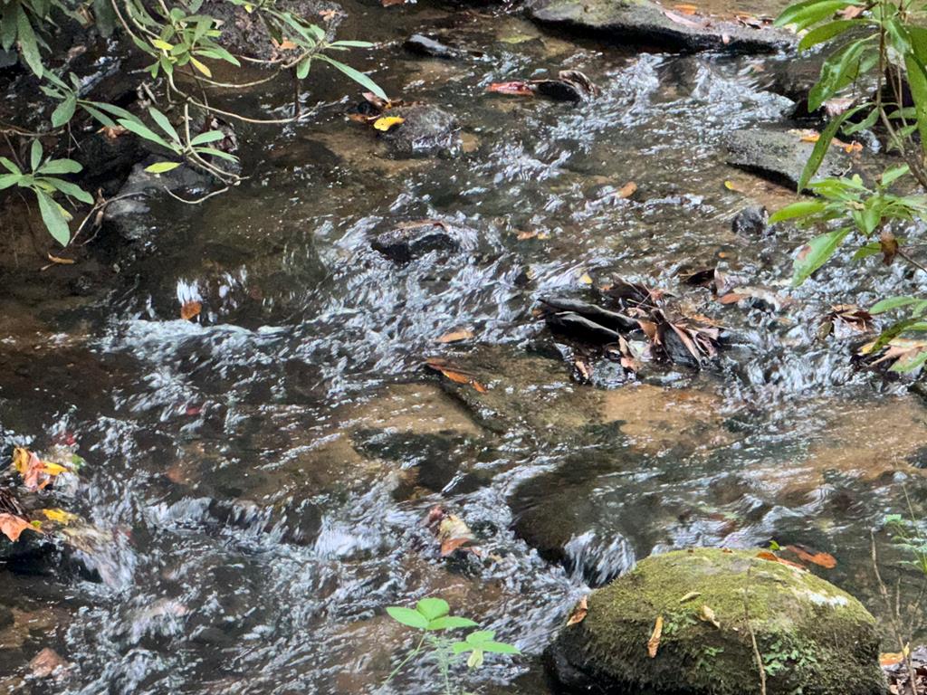 LOT 9 Bitter Creek Lane