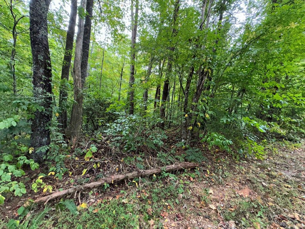 LOT 9 Bitter Creek Lane