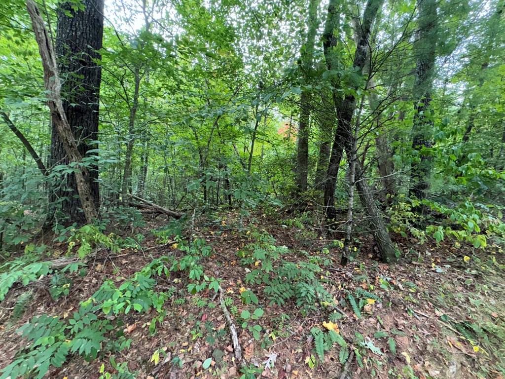 LOT 9 Bitter Creek Lane