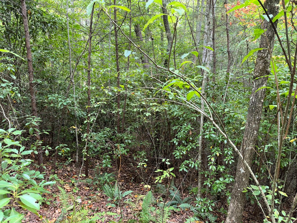 LOT 9 Bitter Creek Lane