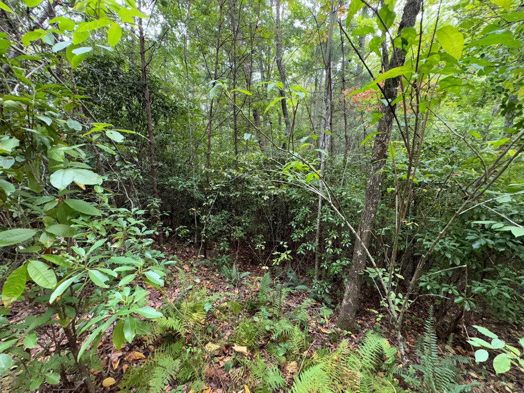 LOT 9 Bitter Creek Lane