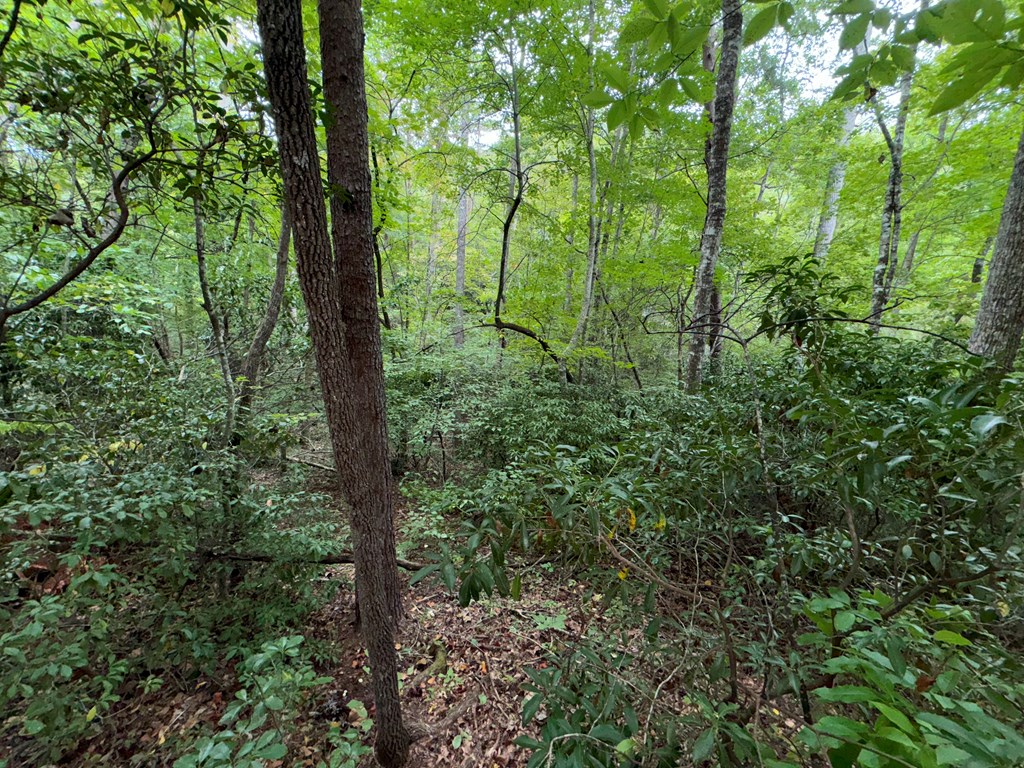 LOT 9 Bitter Creek Lane