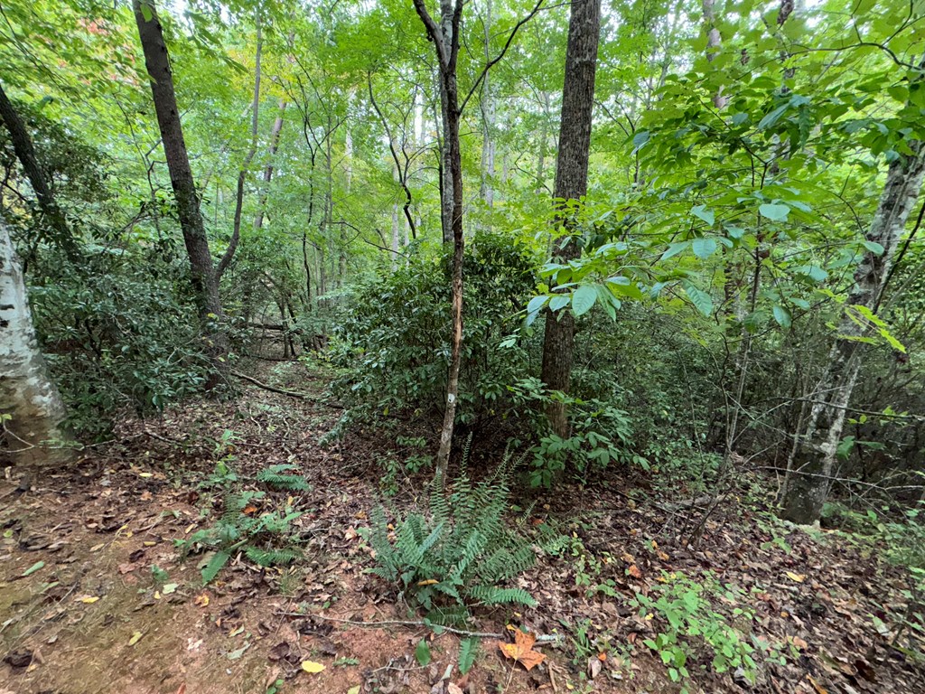 LOT 9 Bitter Creek Lane