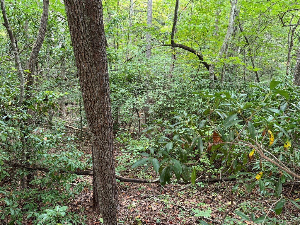 LOT 9 Bitter Creek Lane