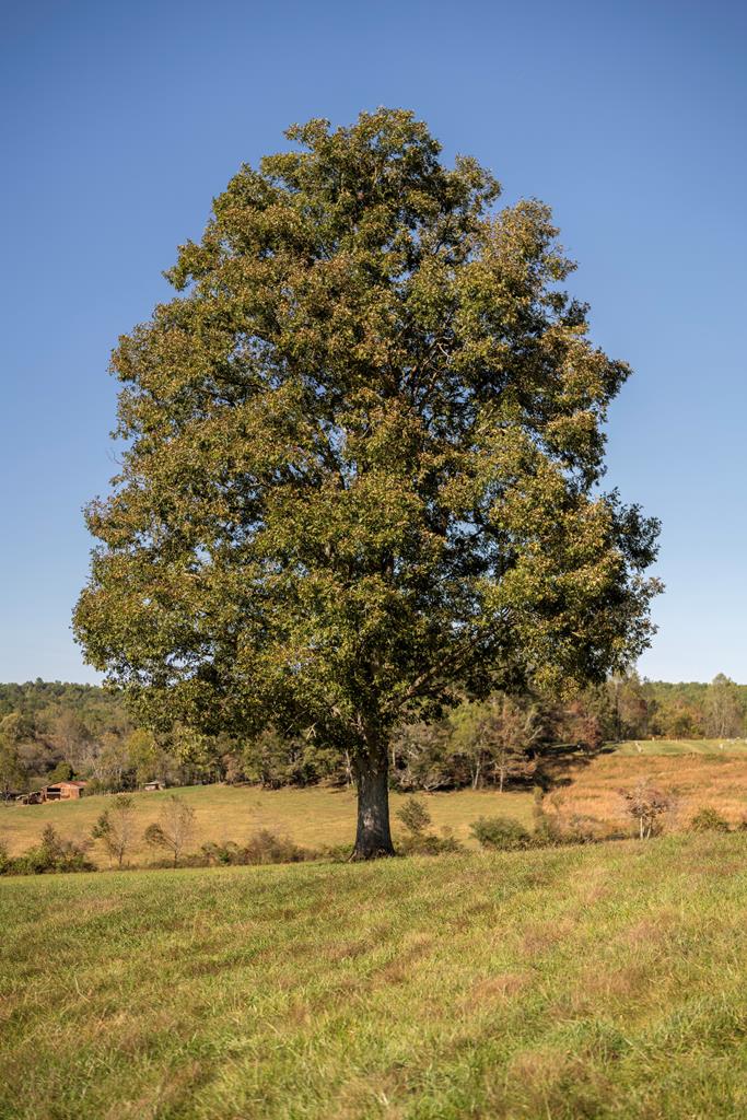 198 Tipton Springs Road