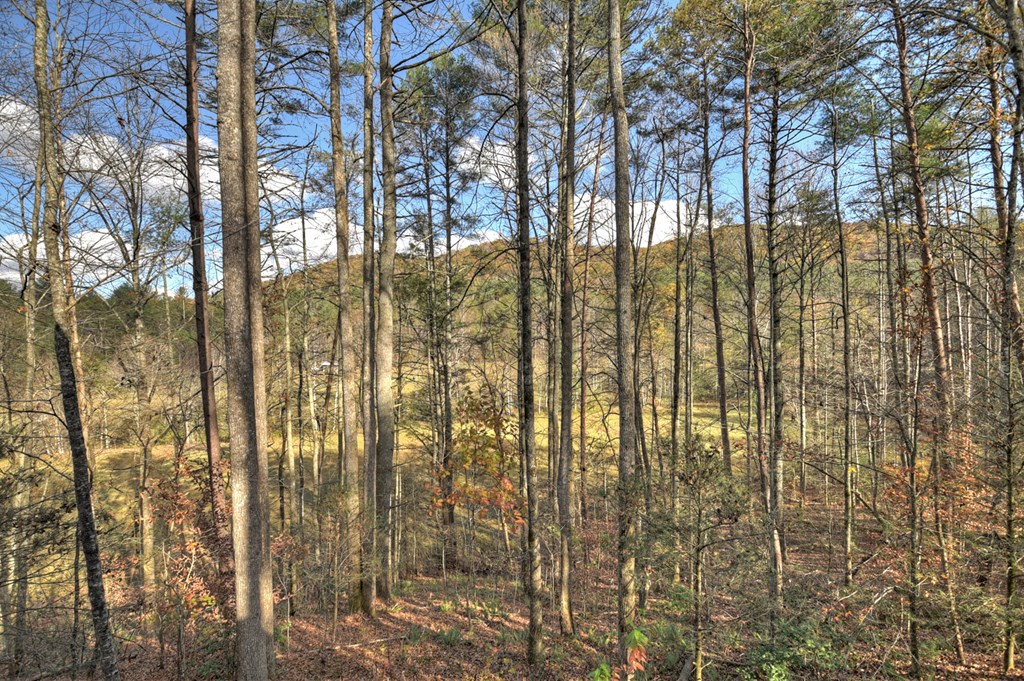 203 Buck Creek Trail