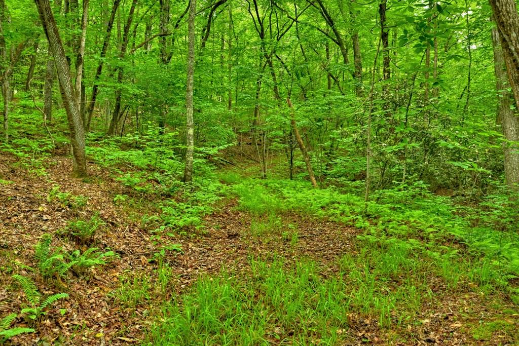 Lot 99 Woodlands Bluff Lane