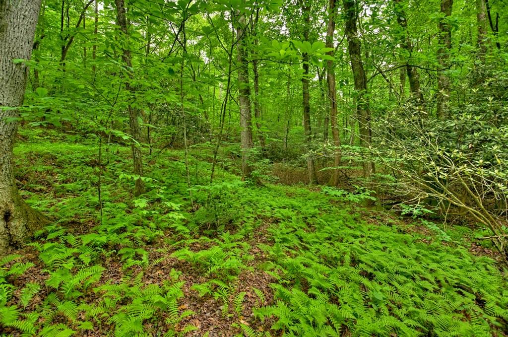 Lot 99 Woodlands Bluff Lane