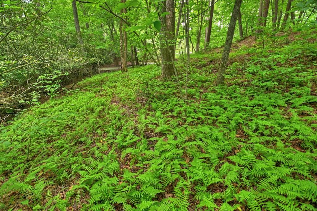 Lot 99 Woodlands Bluff Lane