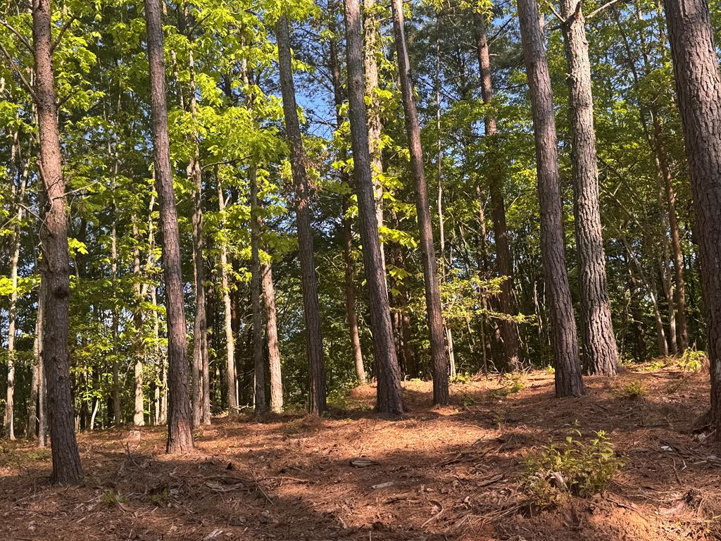 Lot 3 Grassy Creek Road