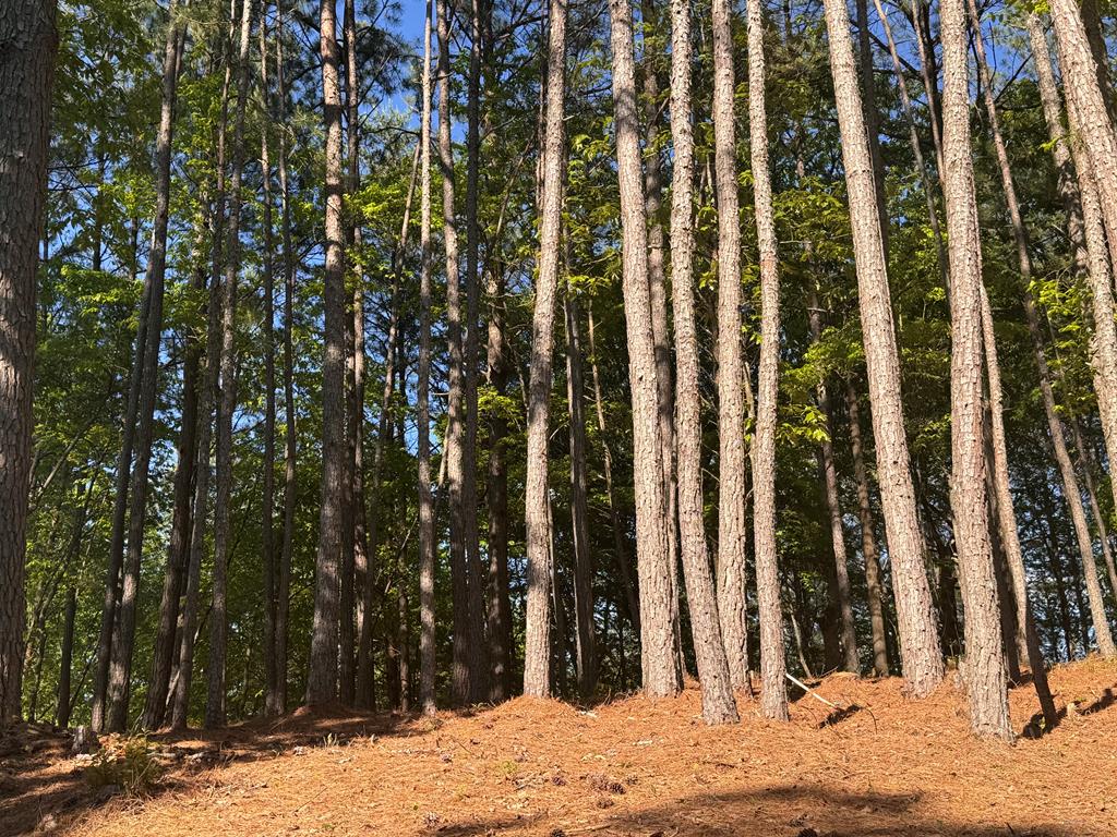 Lot 4 Grassy Creek Road