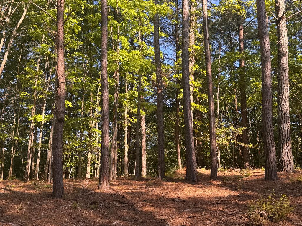 Lot 4 Grassy Creek Road