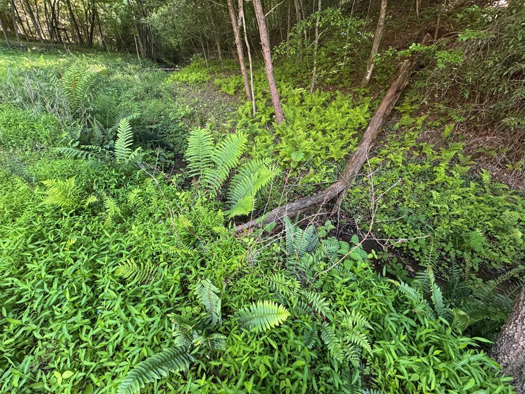 Lot 5 Grassy Creek Road