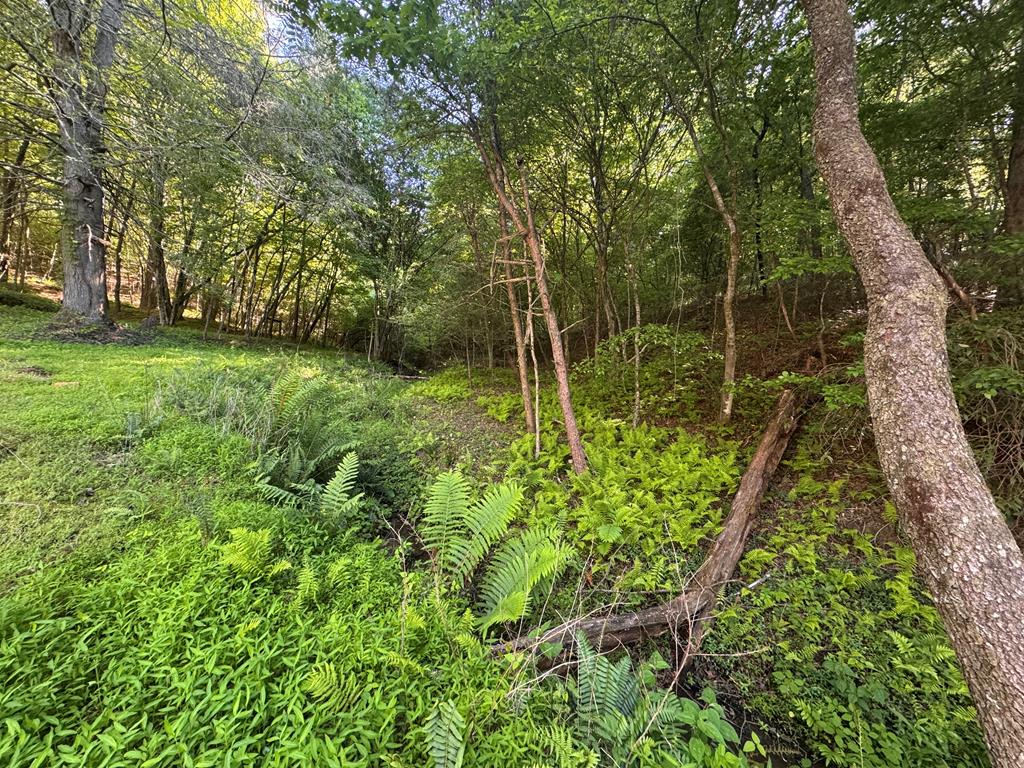 Lot 5 Grassy Creek Road