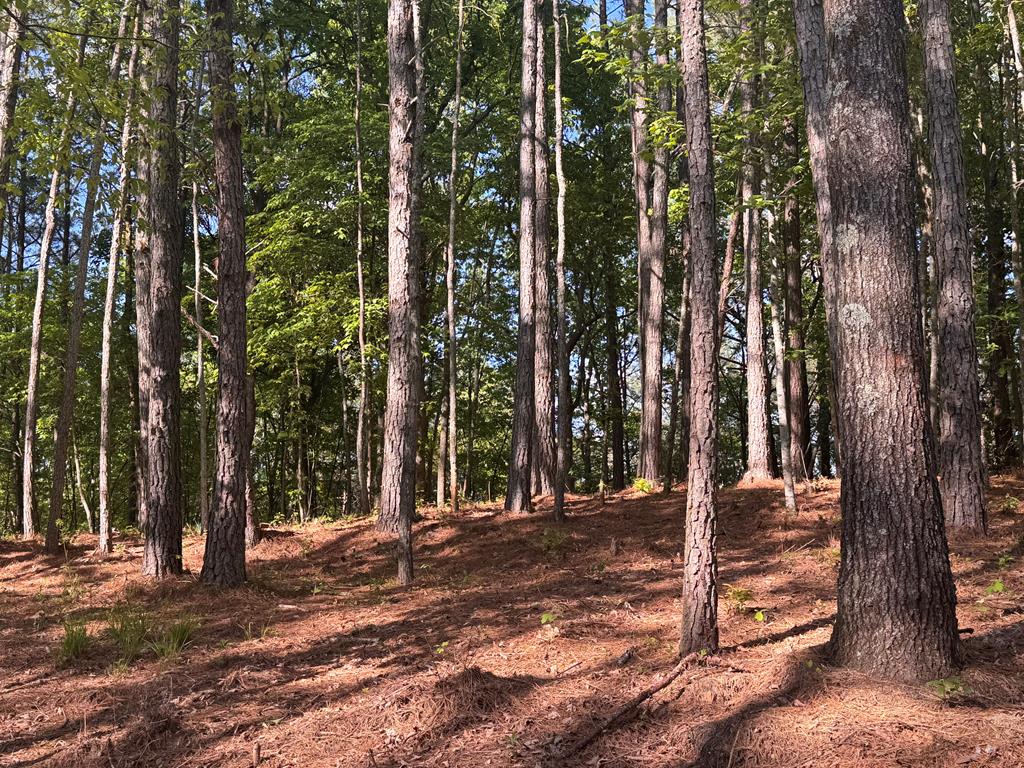 Lot 5 Grassy Creek Road