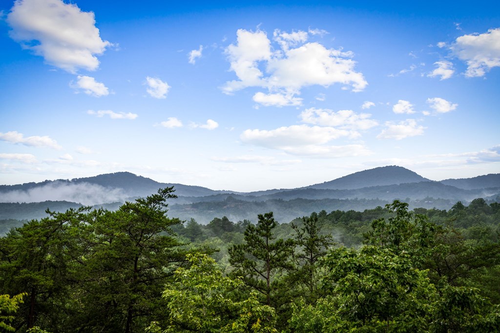 351 Black Dog Trail