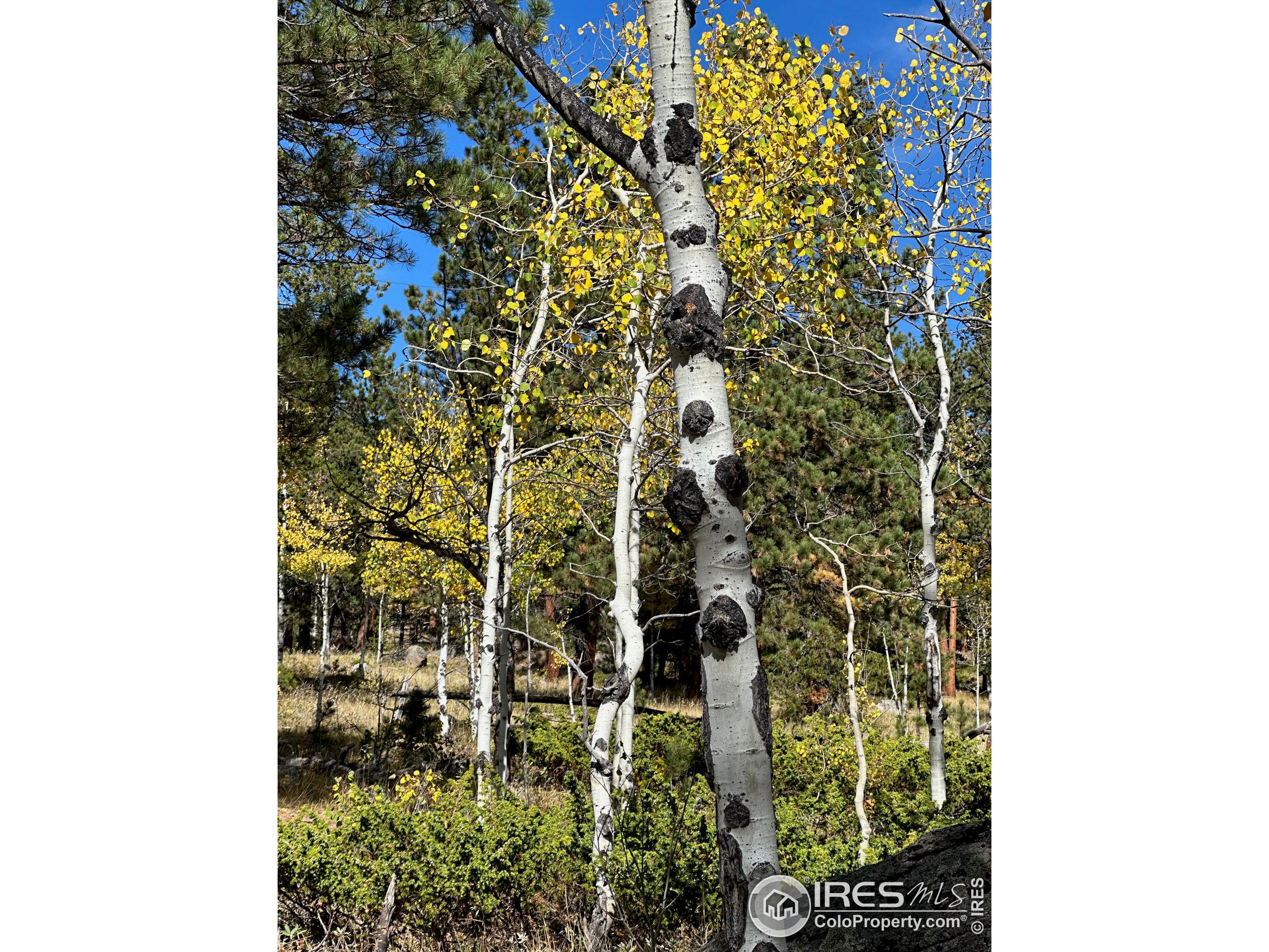 246 Tahosa Park South Rd