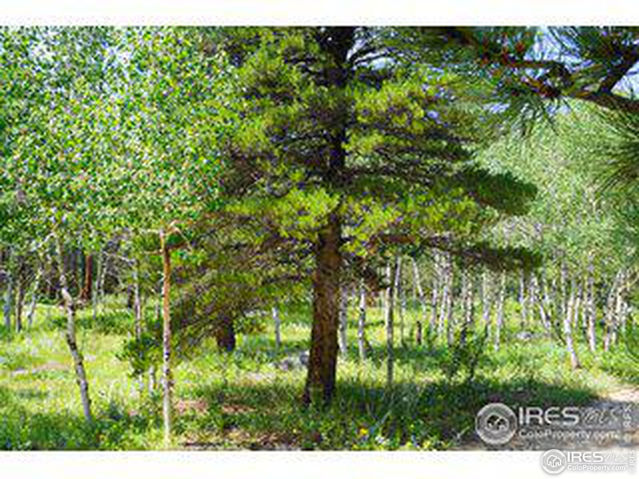 246 Tahosa Park South Rd