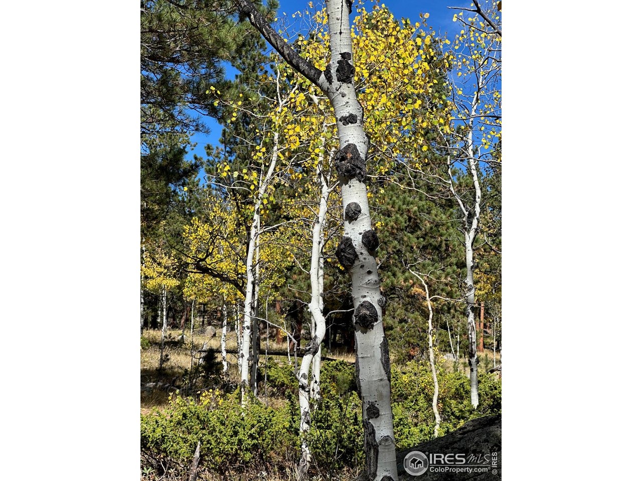 246 Tahosa Park South Rd