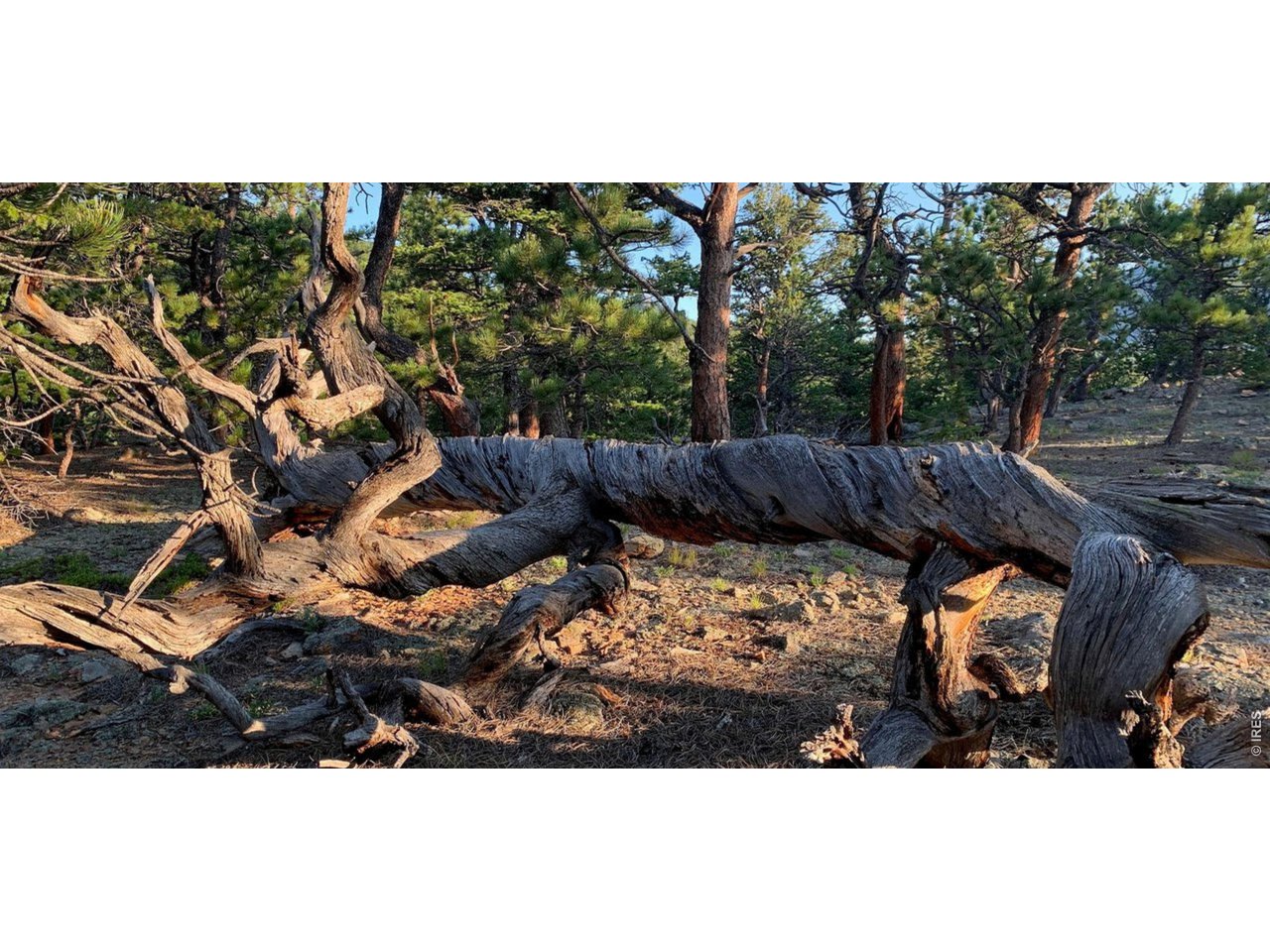 12190 State Highway 7