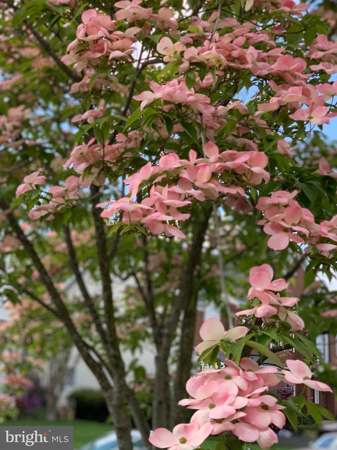 20496 TAPPAHANNOCK PLACE