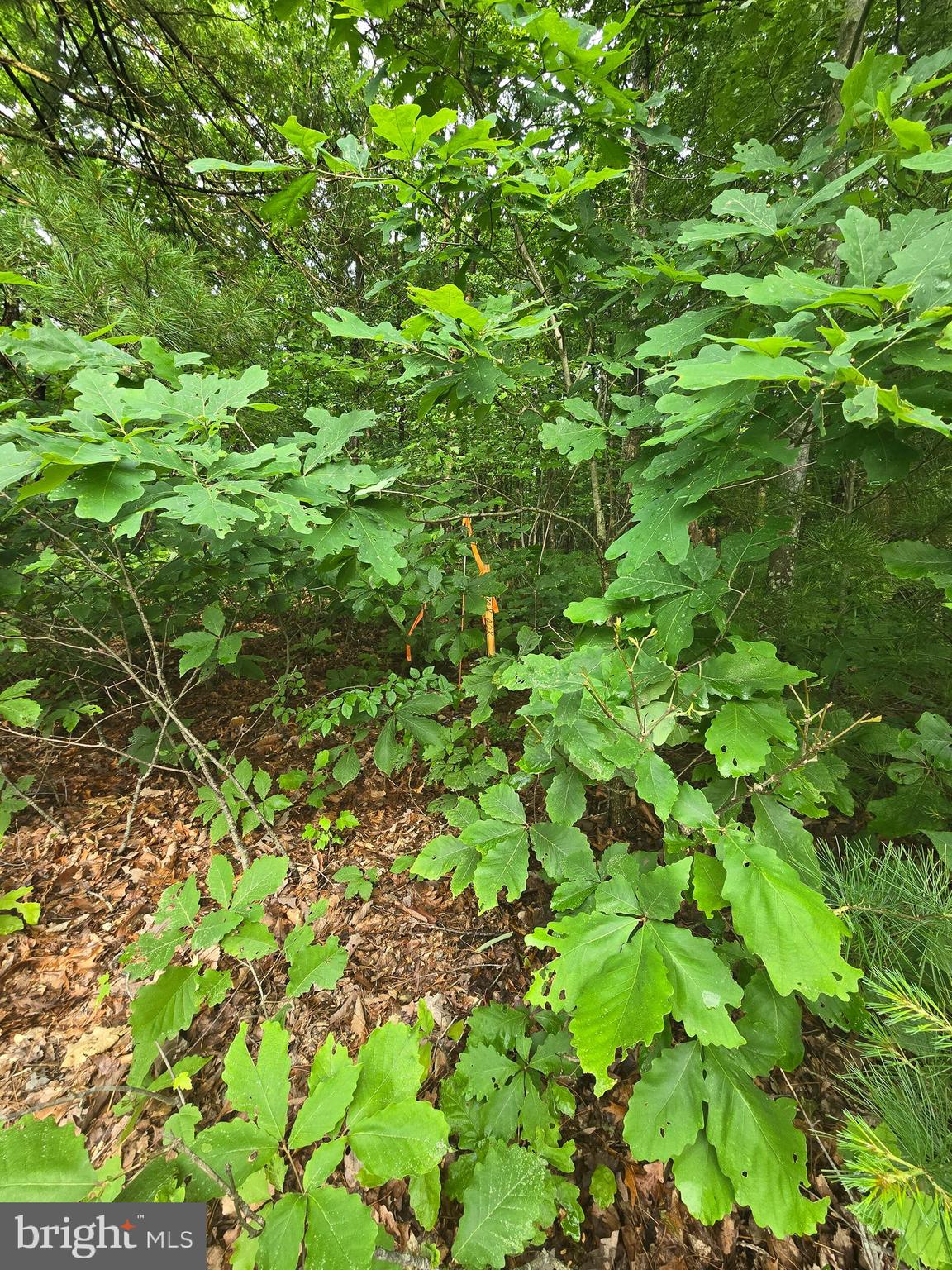 Lot 4 Cattail Road