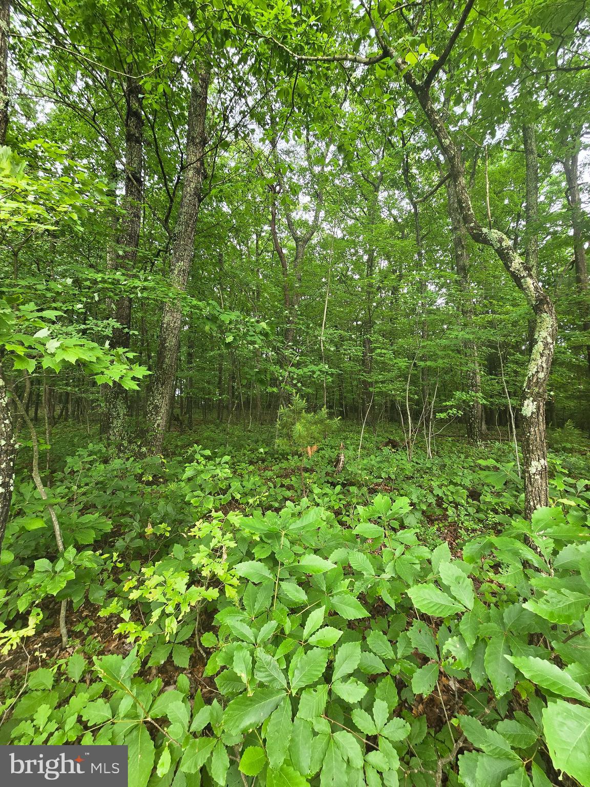 Lot 4 Cattail Road