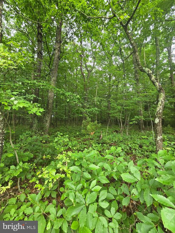 Lot 4 Cattail Road