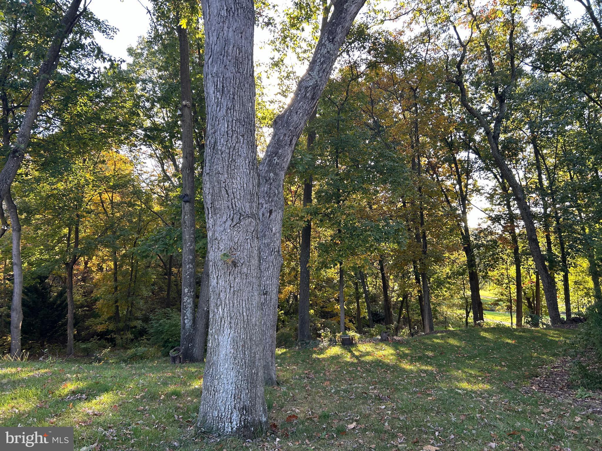 Shockey Cir