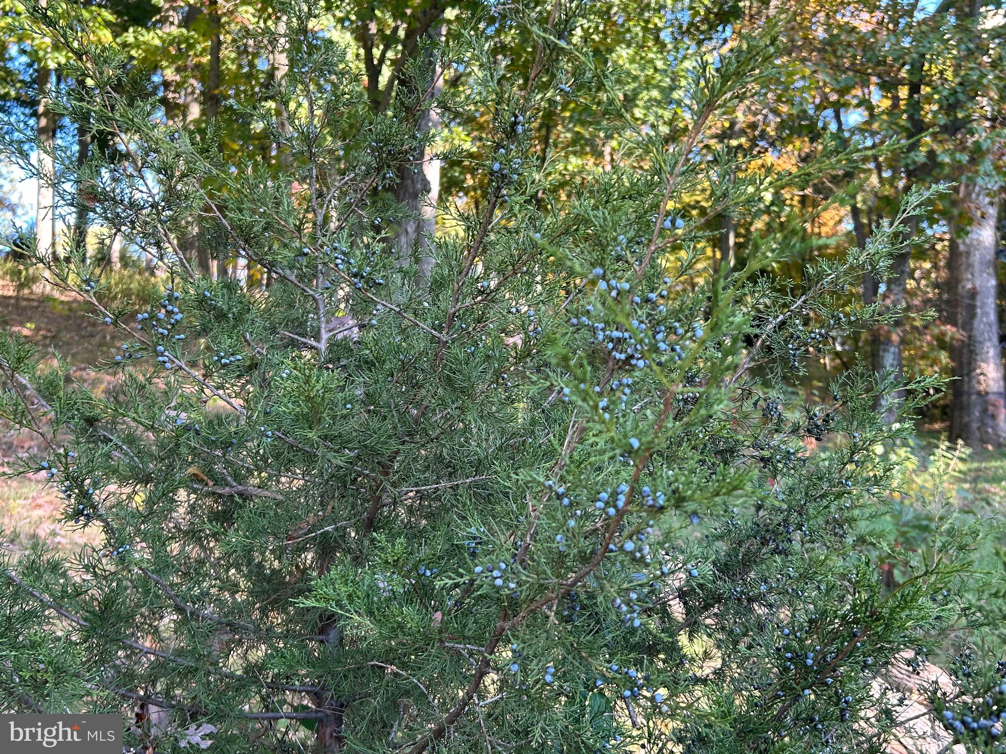 Shockey Cir