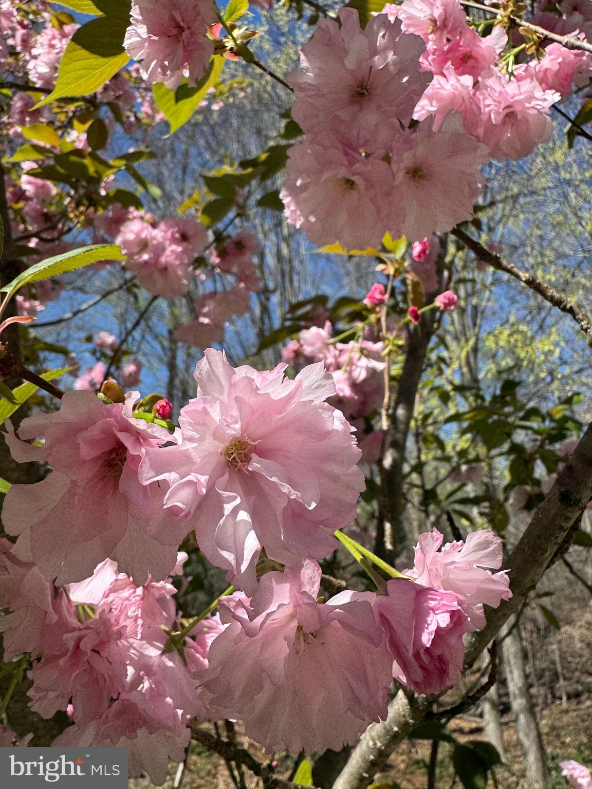 12820 DUNVEGAN DRIVE