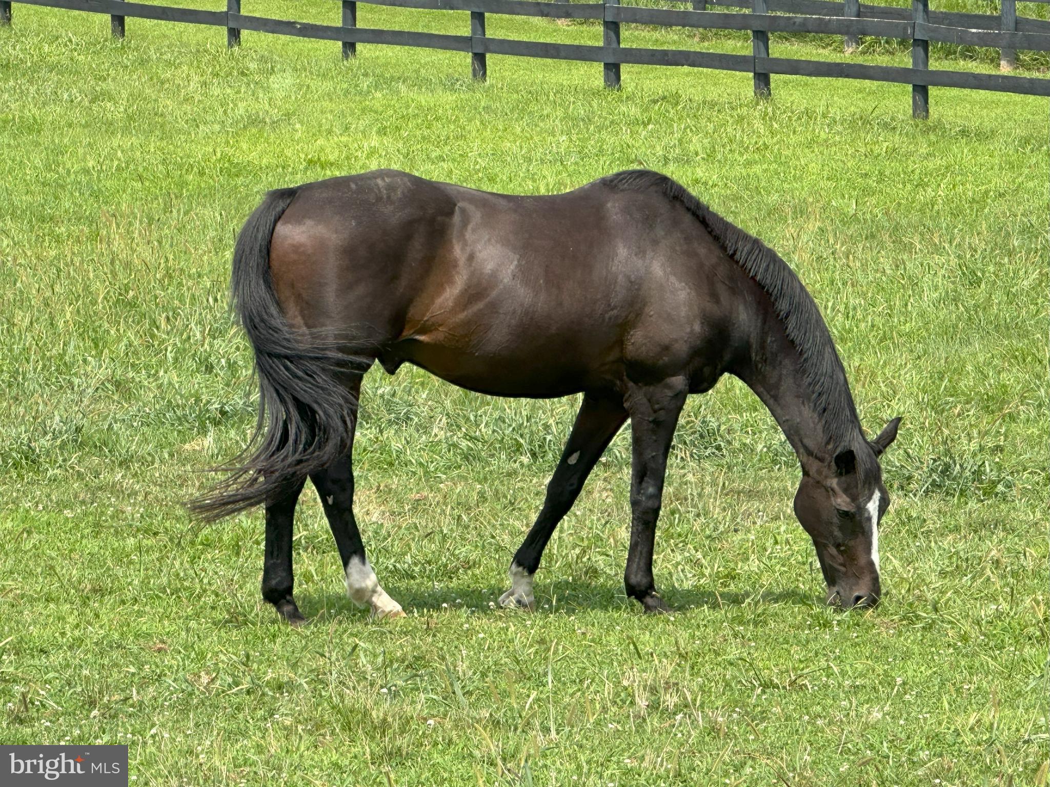 36181 FOXLORE FARM LANE