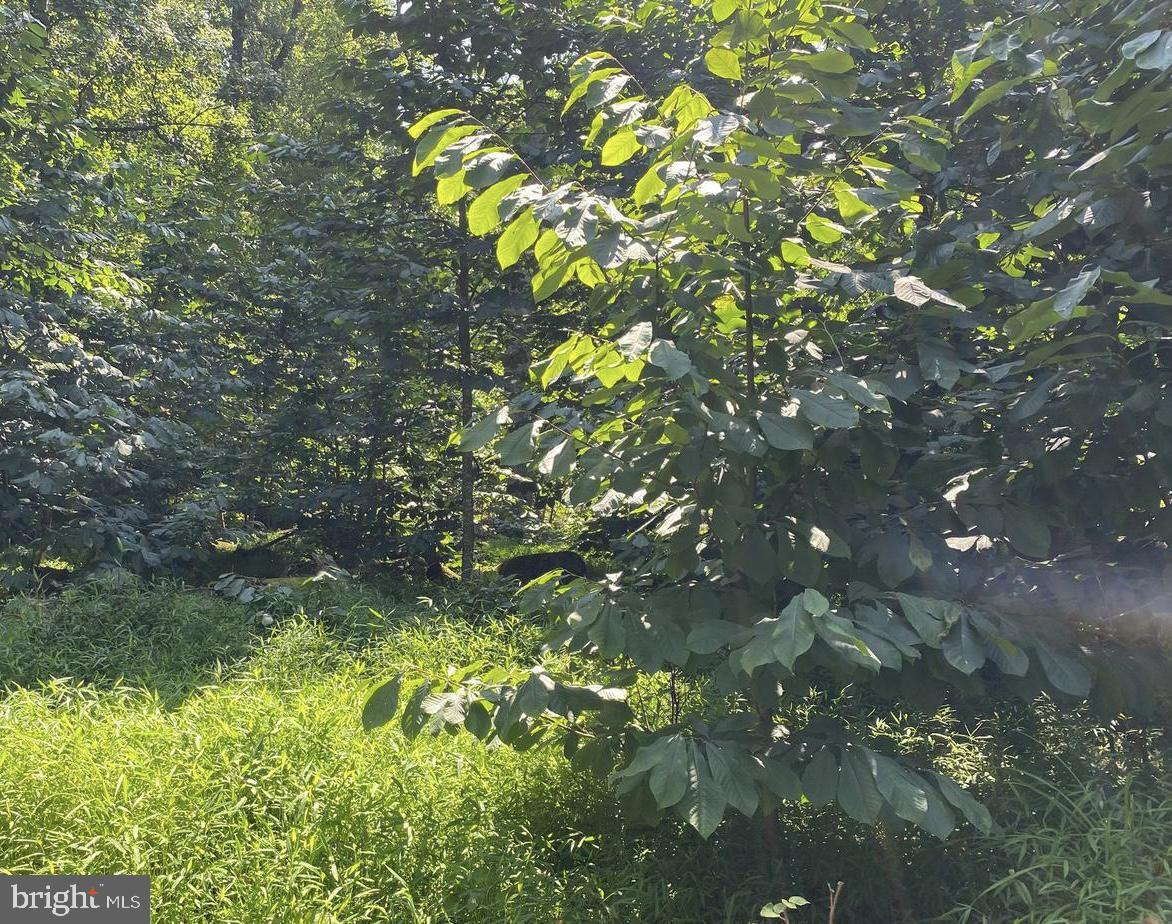 Lot 51 Red Bud Ln